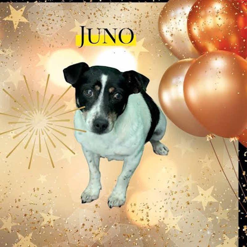 Enlarge Juno, an adoptable Rat Terrier in York, NE image 1/1