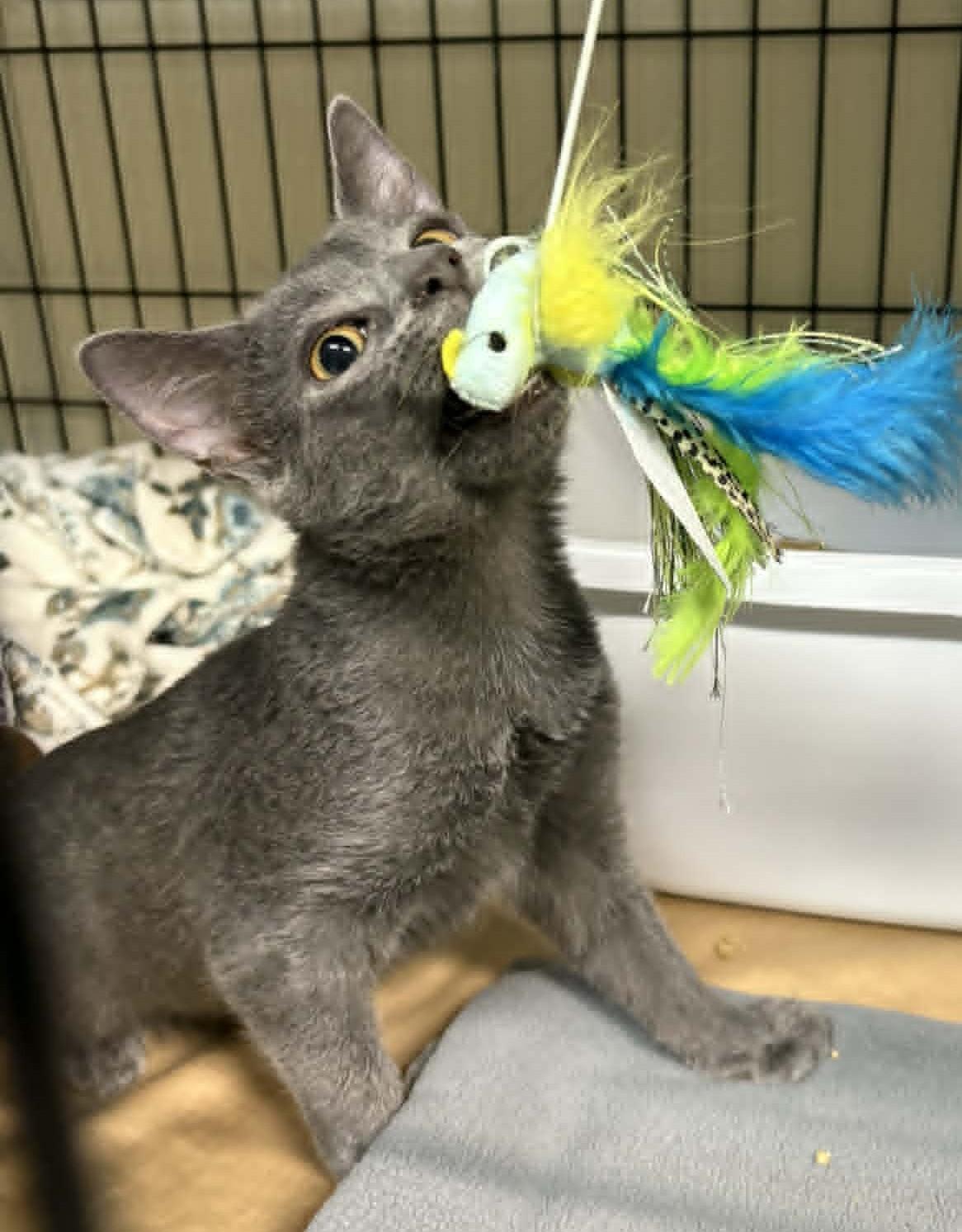 Rebel, ADOPTABLE, Kitten Male Domestic Short Hair.