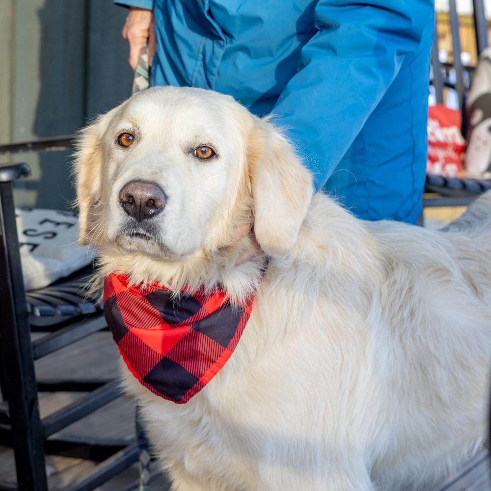 Enlarge Olaf  (Male)    , a Adoptable Great Pyrenees in West Grove, PA image 1/6