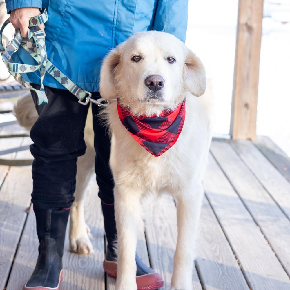Enlarge Olaf  (Male)    , a Adoptable Great Pyrenees in West Grove, PA image 6/6