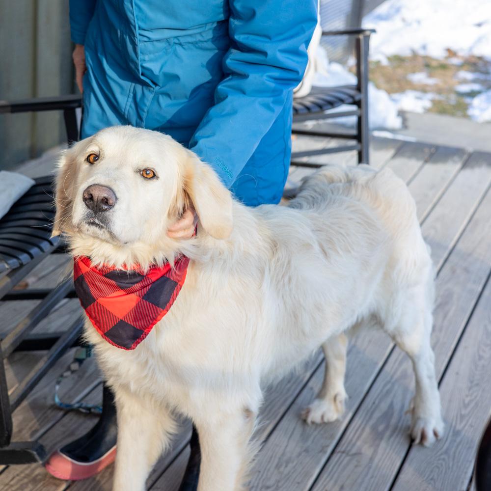 Enlarge Olaf  (Male)    , a Adoptable Great Pyrenees in West Grove, PA image 3/6