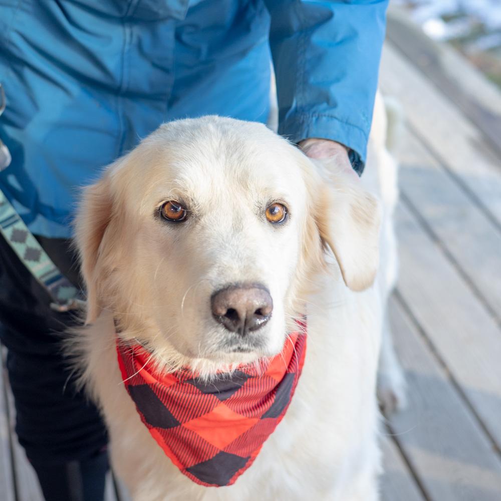 Enlarge Olaf  (Male)    , a Adoptable Great Pyrenees in West Grove, PA image 5/6