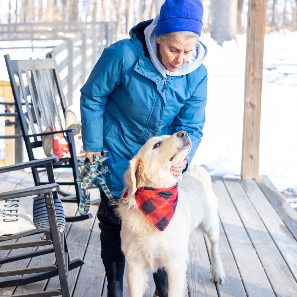 Enlarge Olaf  (Male)    , a Adoptable Great Pyrenees in West Grove, PA image 4/6
