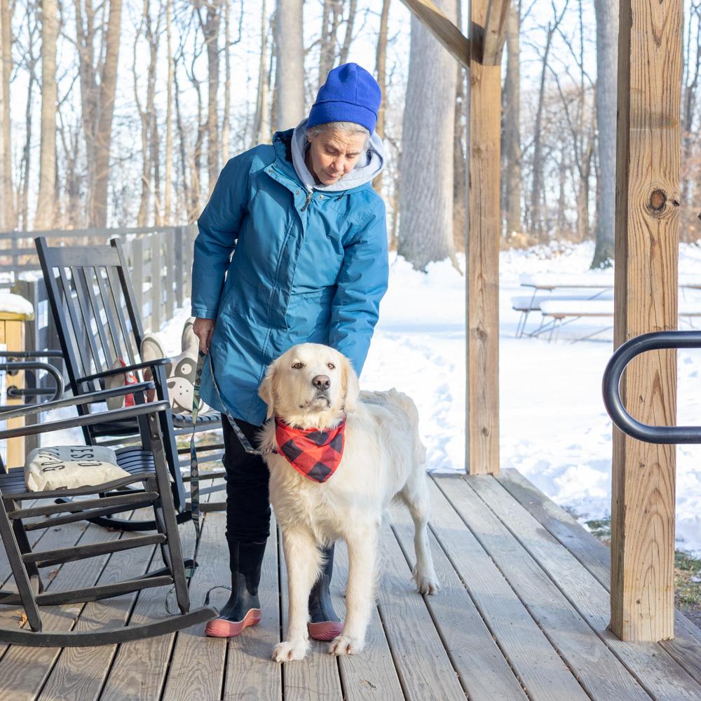 Enlarge Olaf  (Male)    , a Adoptable Great Pyrenees in West Grove, PA image 2/6