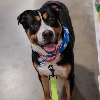 Conner, Adoptable, Young Male Pit Bull Terrier & Australian Shepherd.