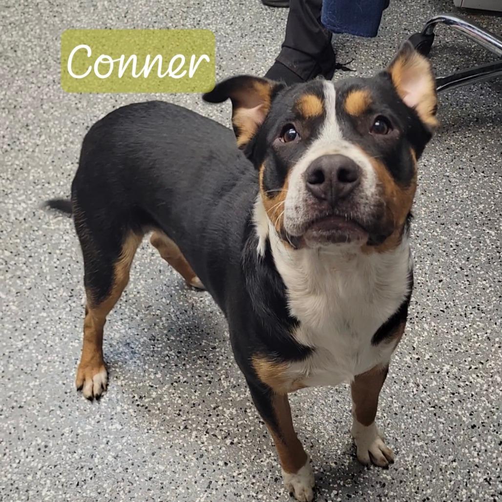 Enlarge Conner, a Adoptable mixed breed in Parkersburg, WV image 1/2
