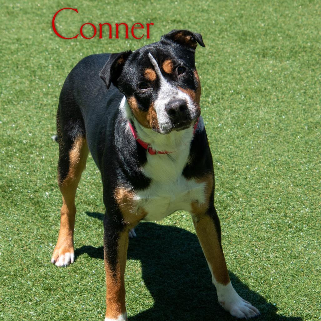 Enlarge Conner, a Adoptable mixed breed in Parkersburg, WV image 2/2