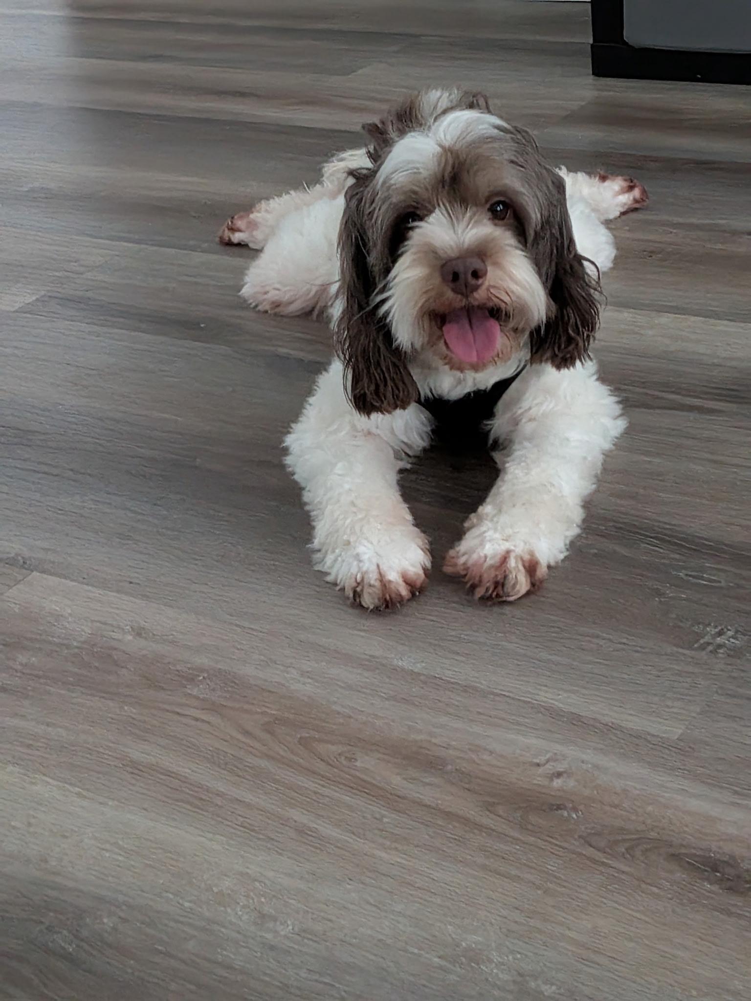Enlarge Ozzy, a Adoptable Cockapoo in Orlando, FL image 3/5