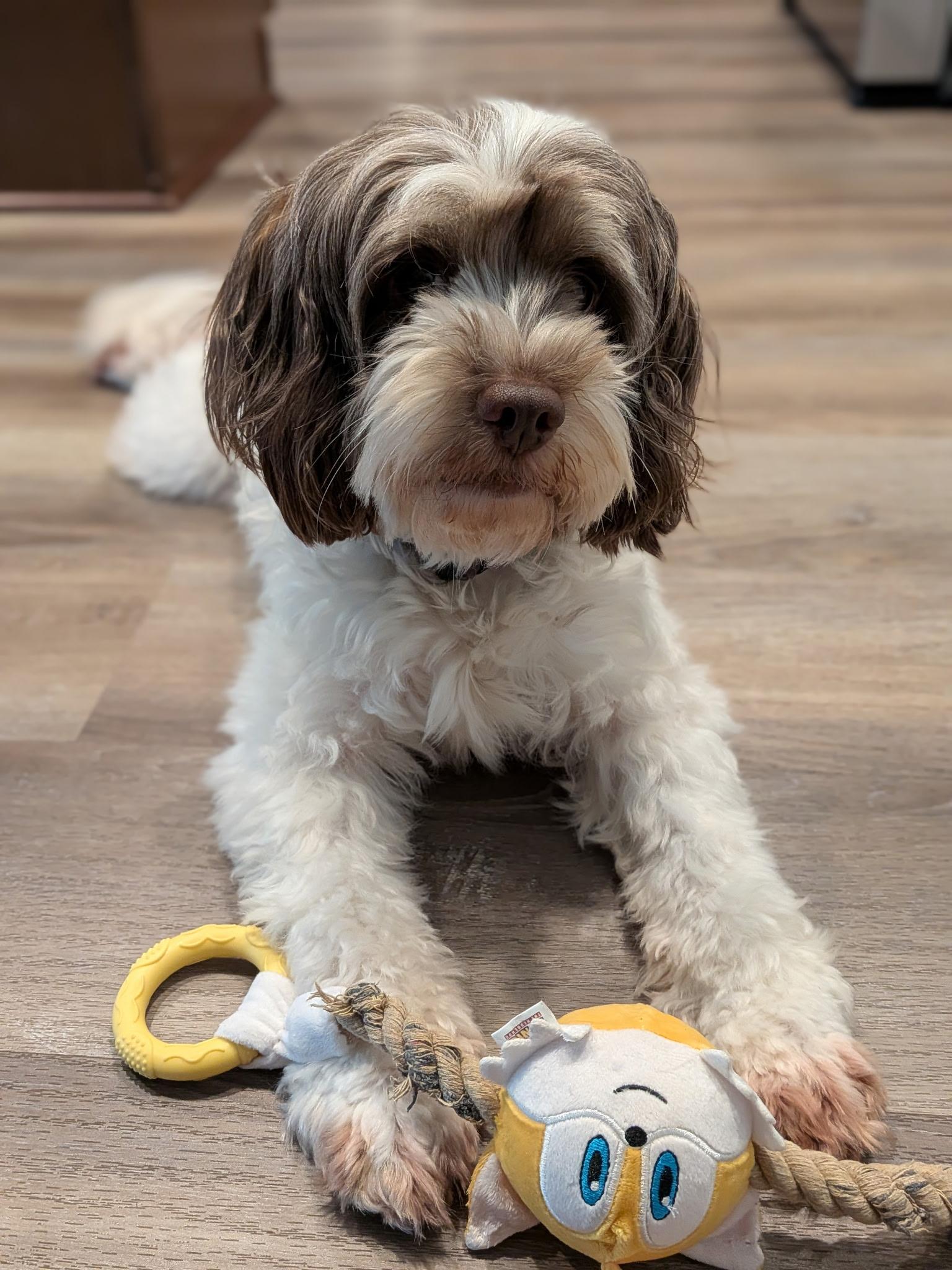 Enlarge Ozzy, a Adoptable Cockapoo in Orlando, FL image 5/5
