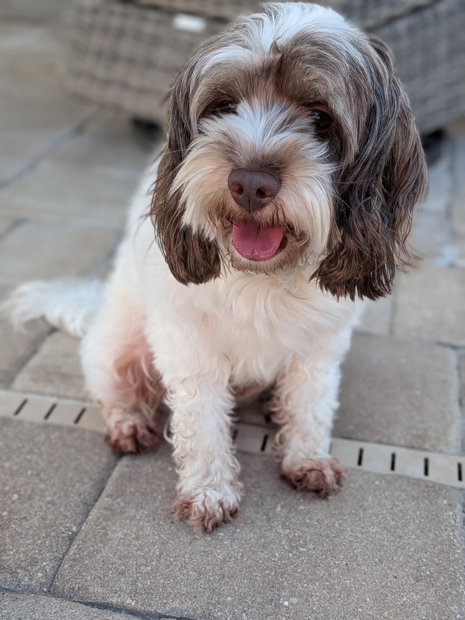 Enlarge Ozzy, a Adoptable Cockapoo in Orlando, FL image 4/5