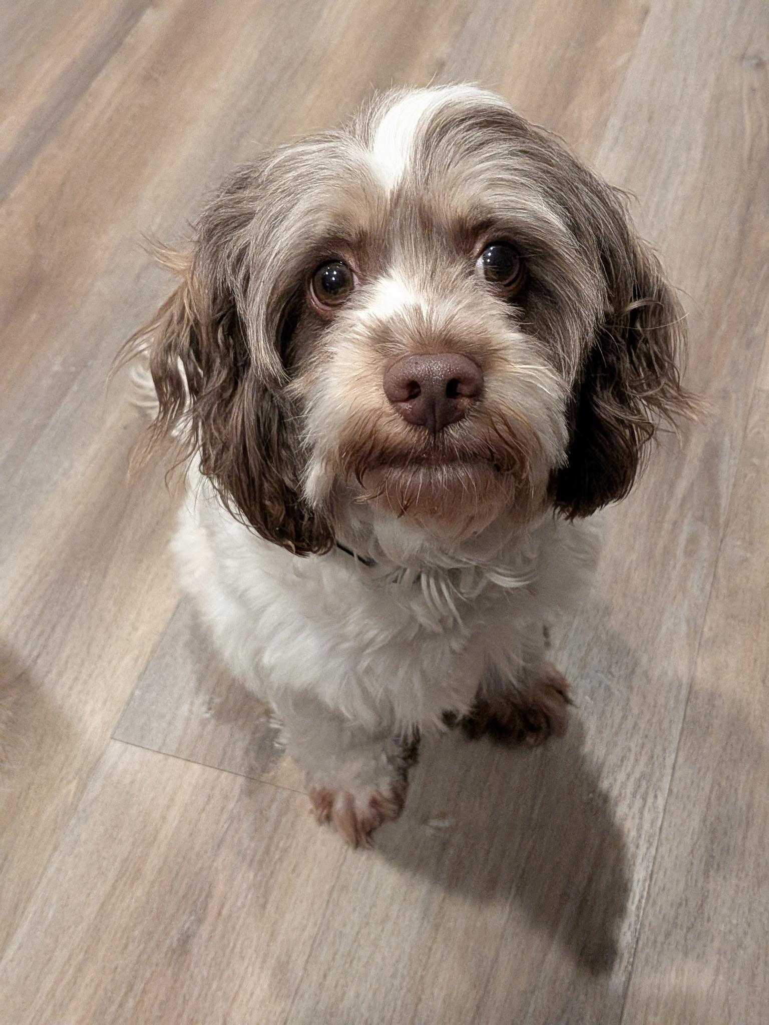 Ozzy, Adoptable, Adult Male Cockapoo.