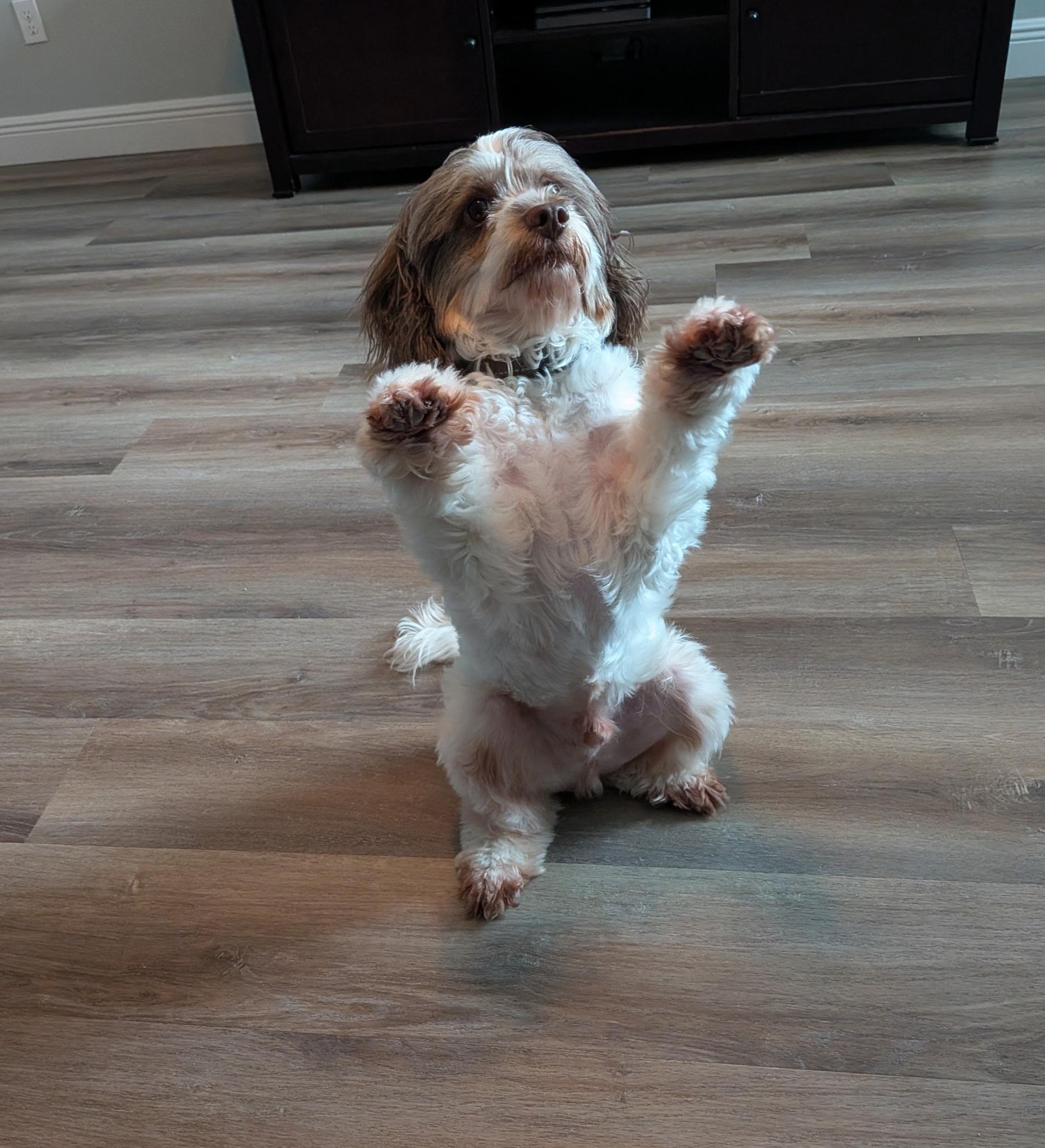 Enlarge Ozzy, a Adoptable Cockapoo in Orlando, FL image 2/5