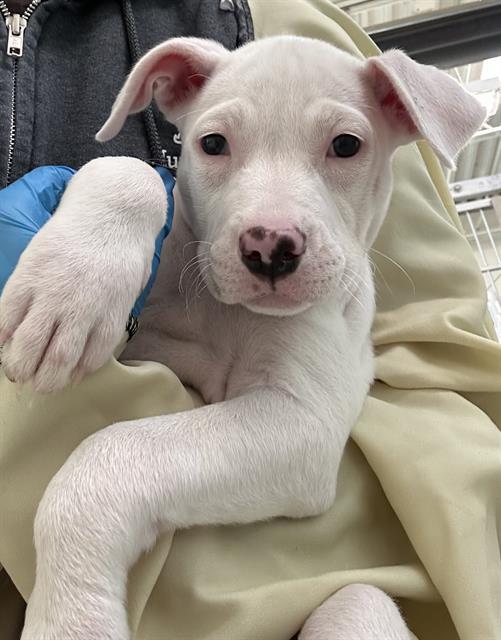 Enlarge PAIGE, a Adoptable mixed breed in Pueblo, CO image 1/1