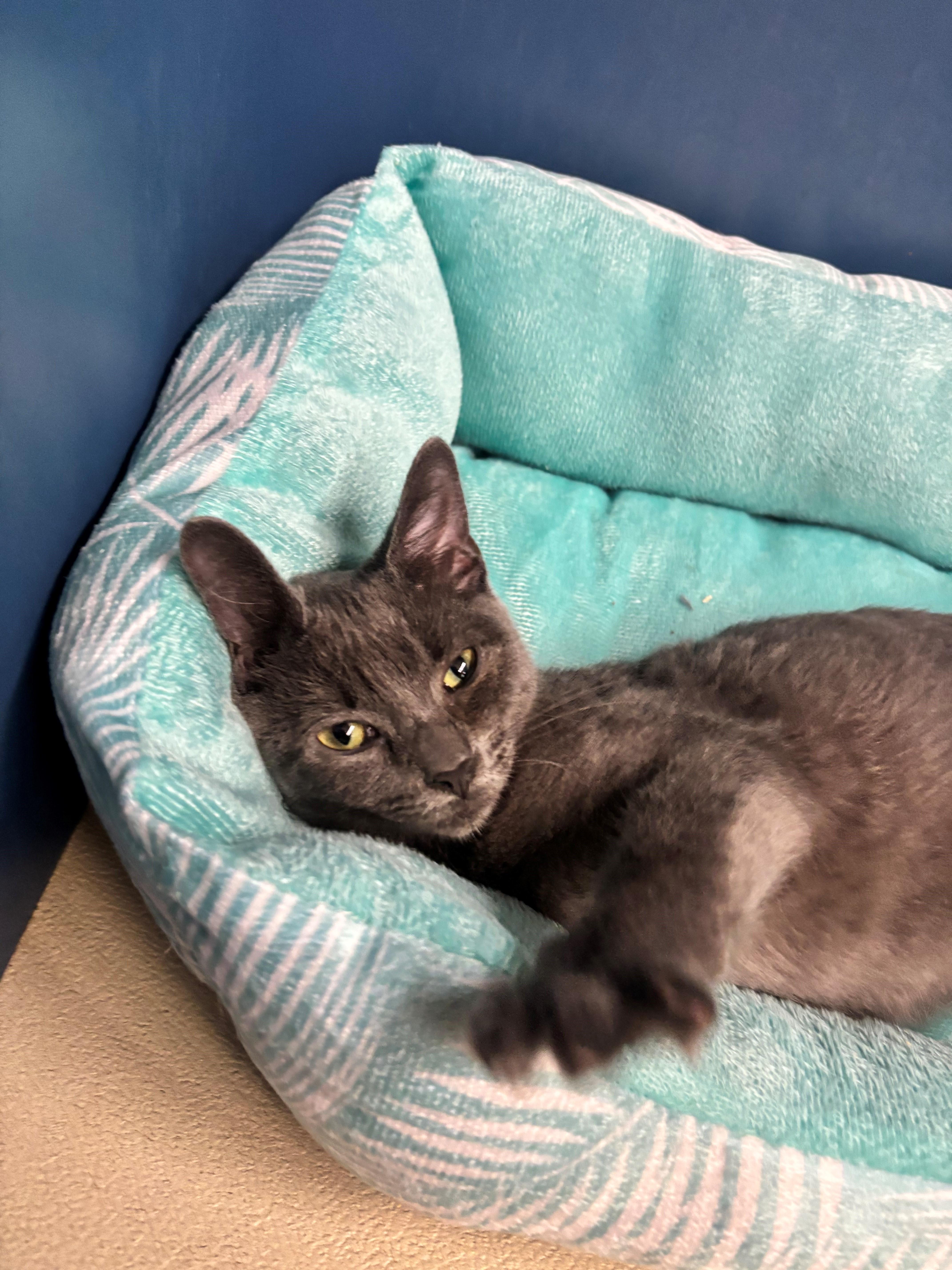Enlarge Hilda, a Adoptable Domestic Short Hair in Edison, NJ image 1/3