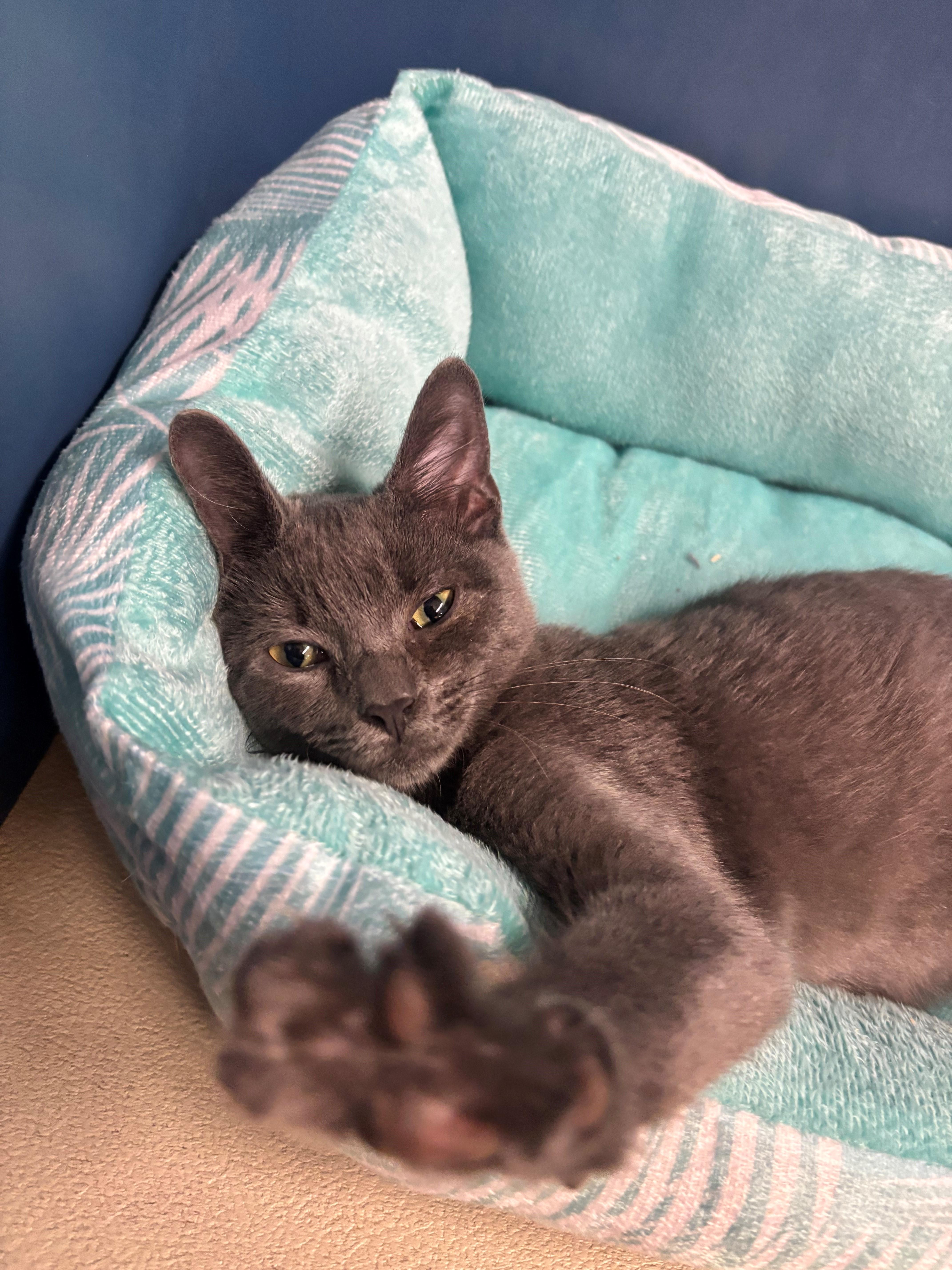 Enlarge Hilda, a Adoptable Domestic Short Hair in Edison, NJ image 3/3