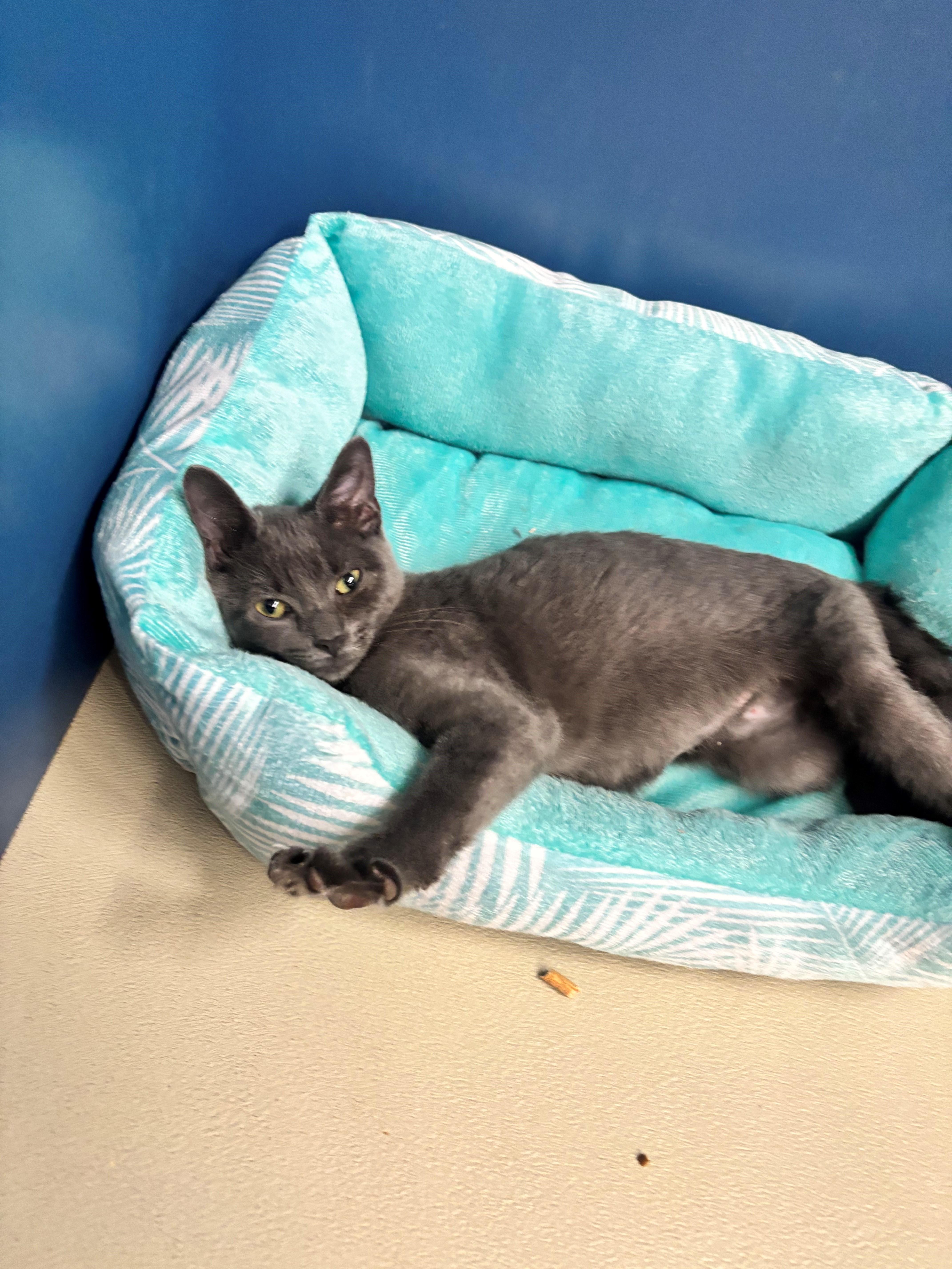 Enlarge Hilda, a Adoptable Domestic Short Hair in Edison, NJ image 2/3