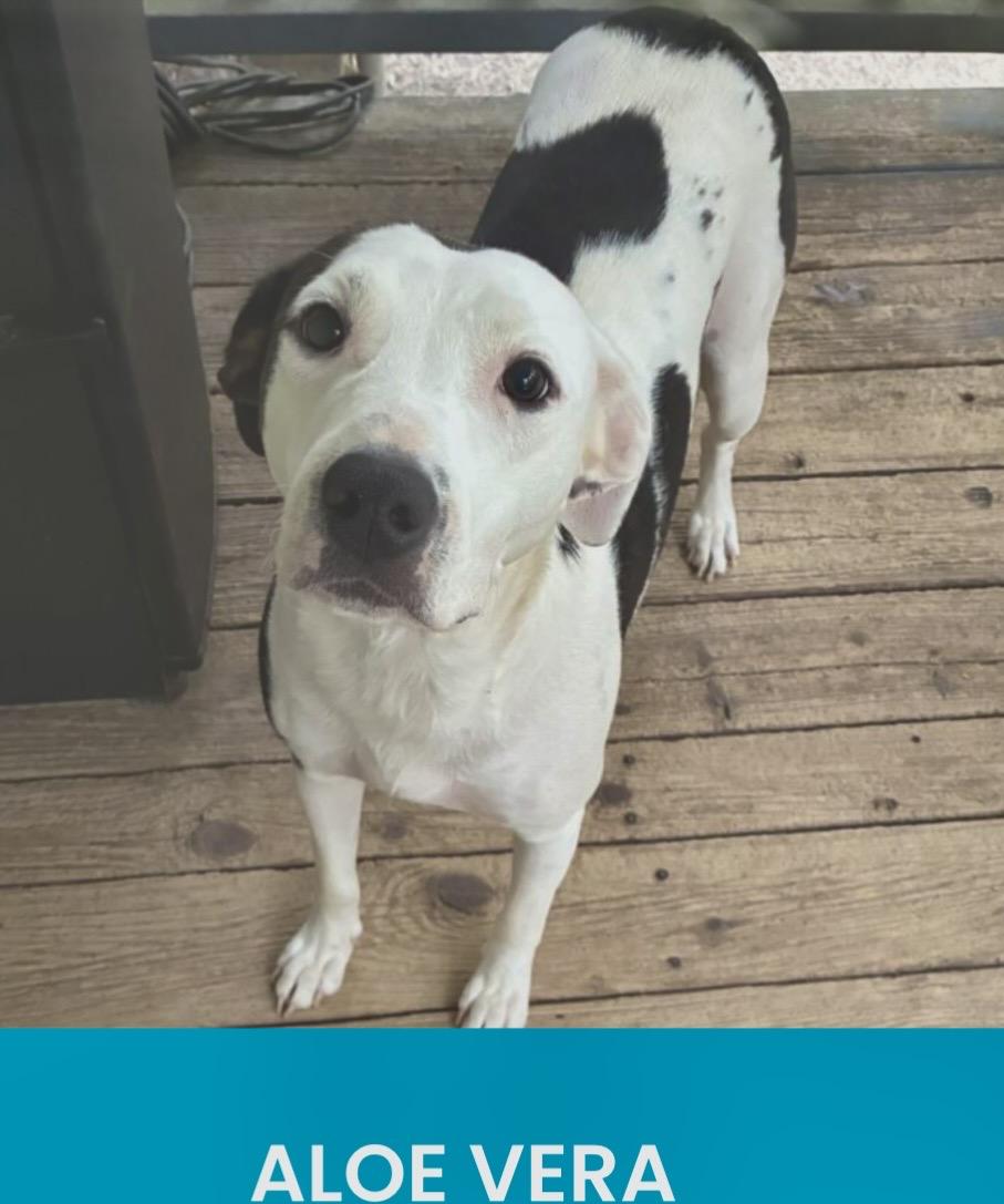 Aloe Vera, ADOPTABLE, Adult Female American Staffordshire Terrier & Australian Cattle Dog / Blue Heeler.
