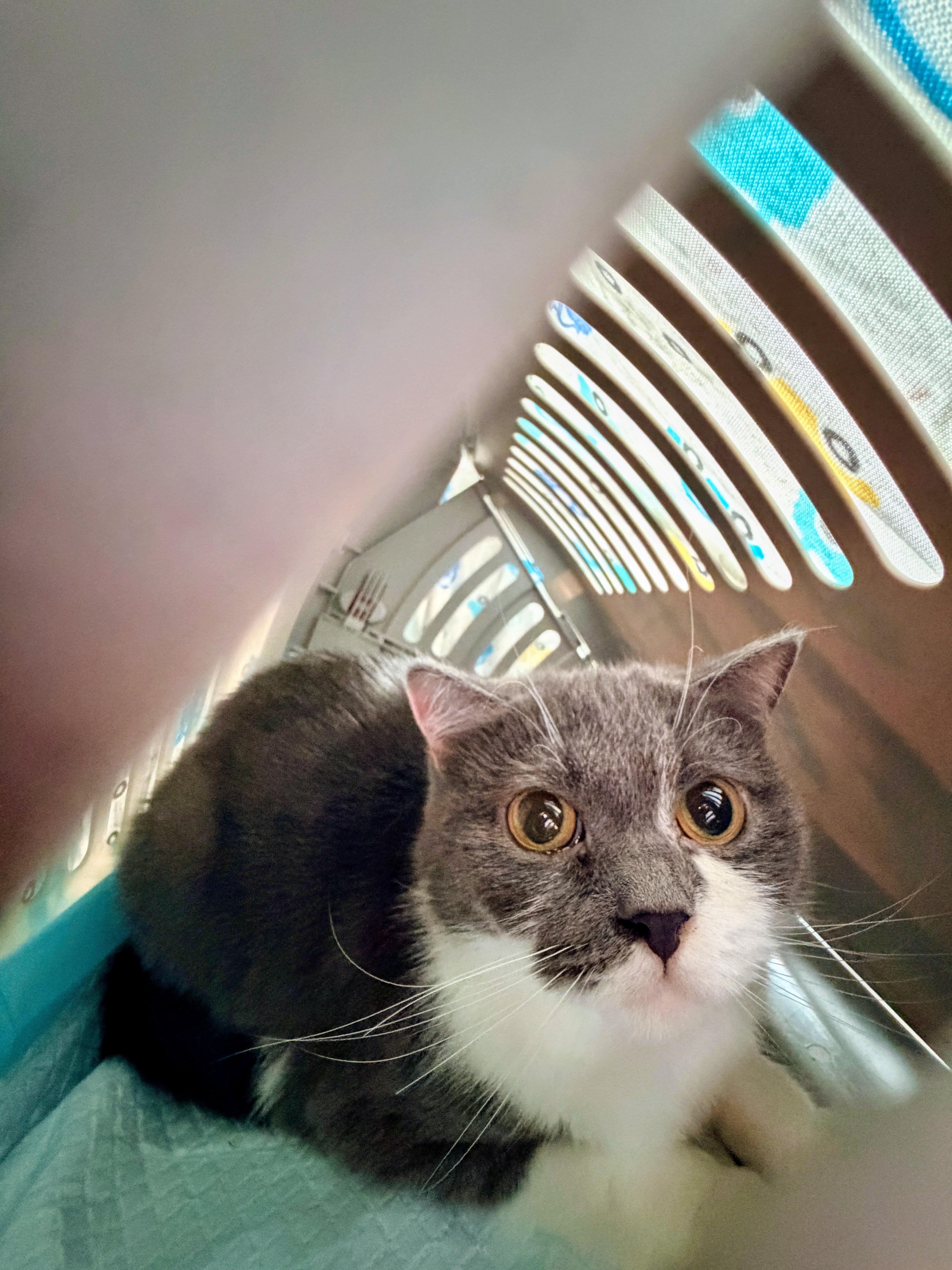 Enlarge Georgina, an adopted mixed breed in Brooklyn, NY image 6/6