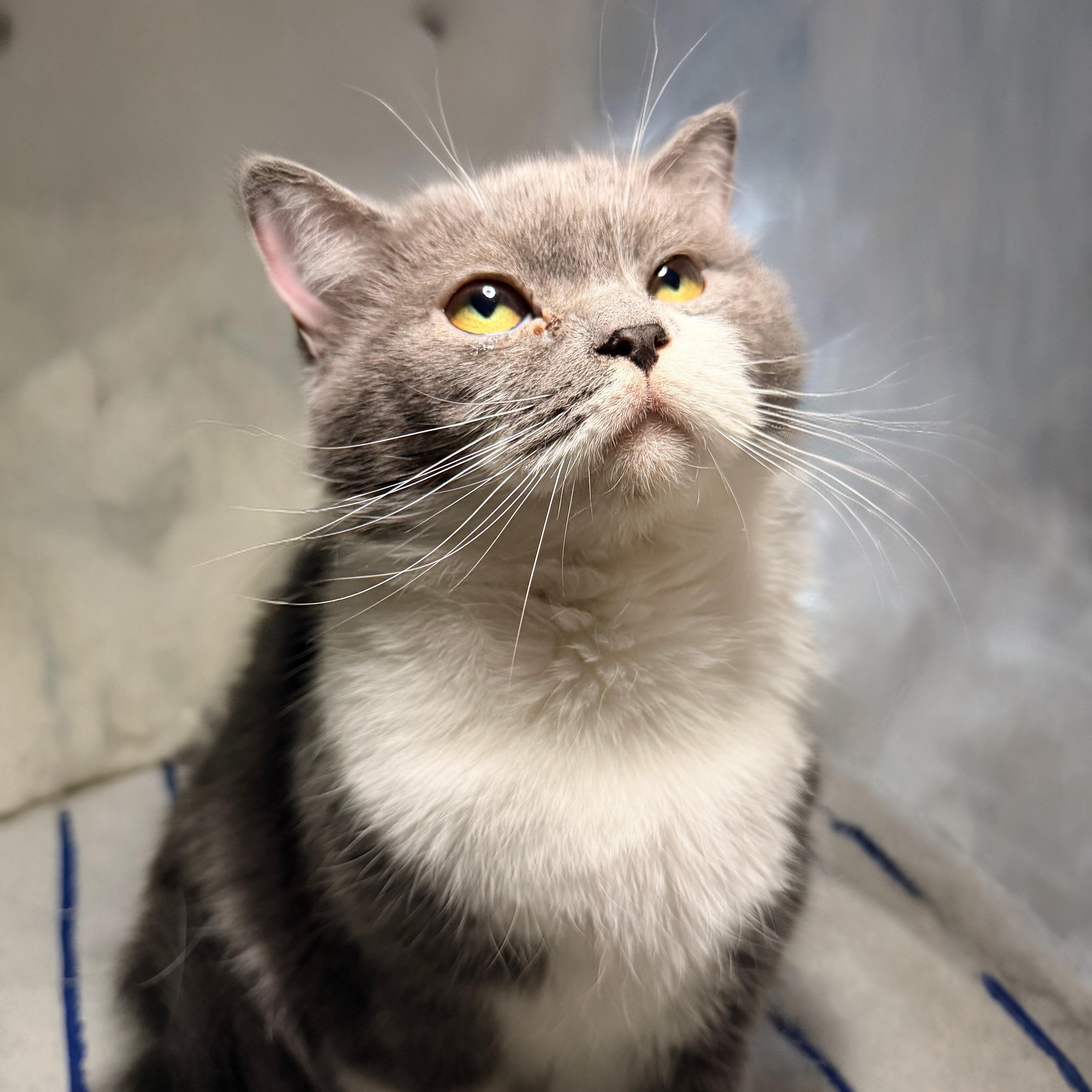 Georgina, adopted, Young Female British Shorthair & Scottish Fold.