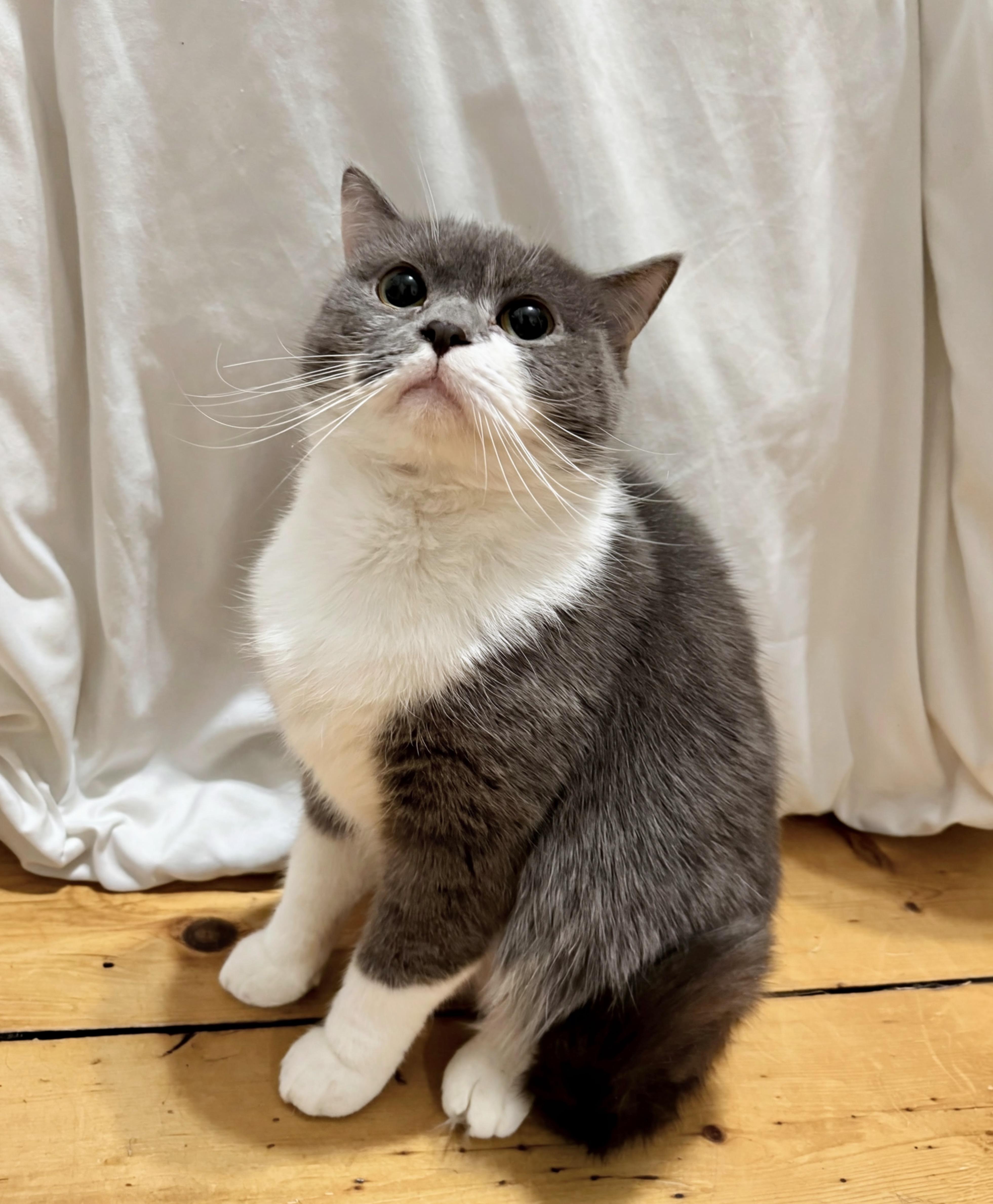 Enlarge Georgina, an adopted mixed breed in Brooklyn, NY image 4/6