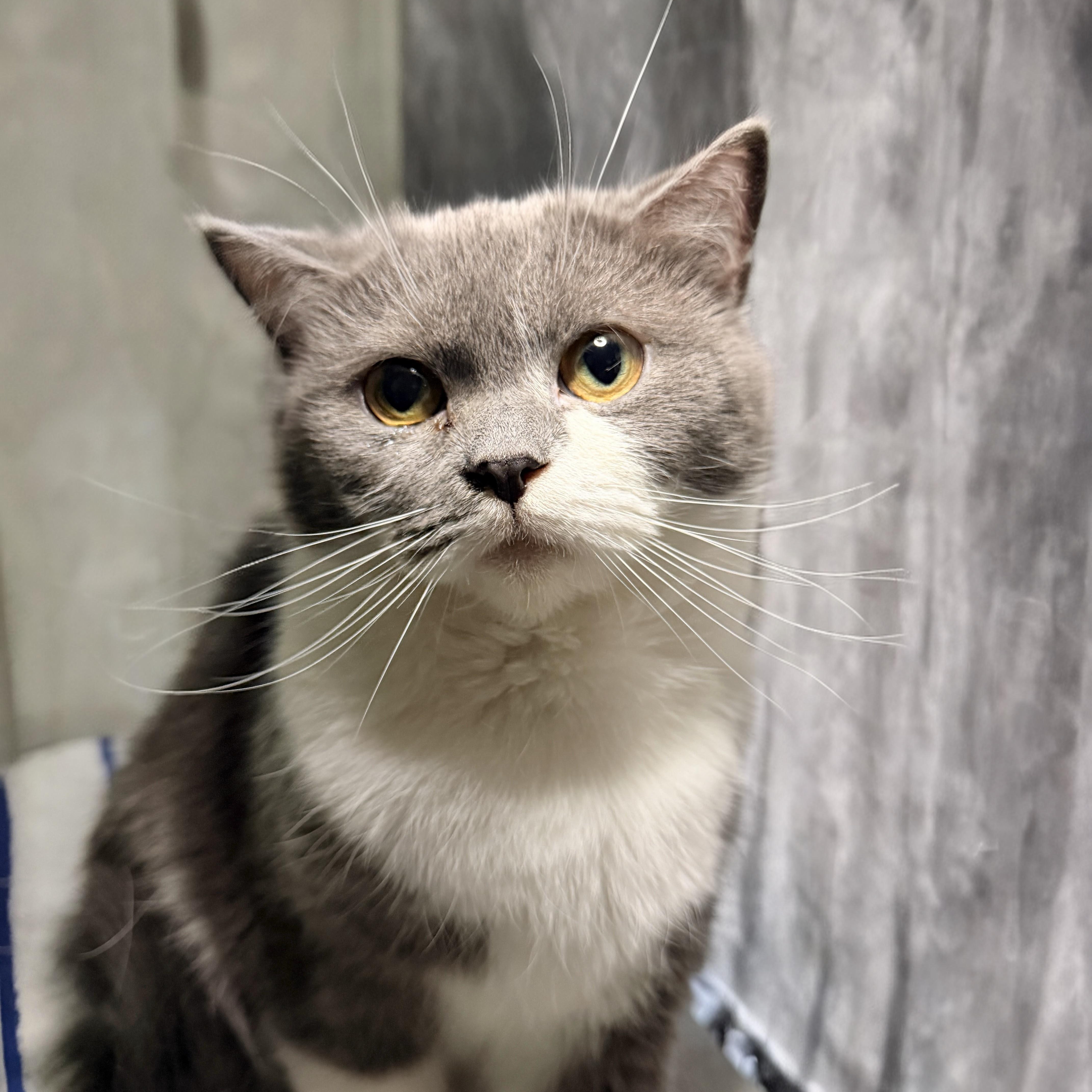 Enlarge Georgina, an adopted mixed breed in Brooklyn, NY image 2/6