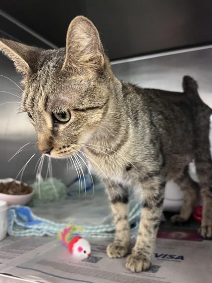 Shiloh, Adoptable, Adult Female Domestic Short Hair & Domestic Short Hair.