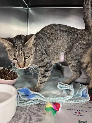 Shiloh, a Adoptable mixed breed in Houston, TX image 3/3