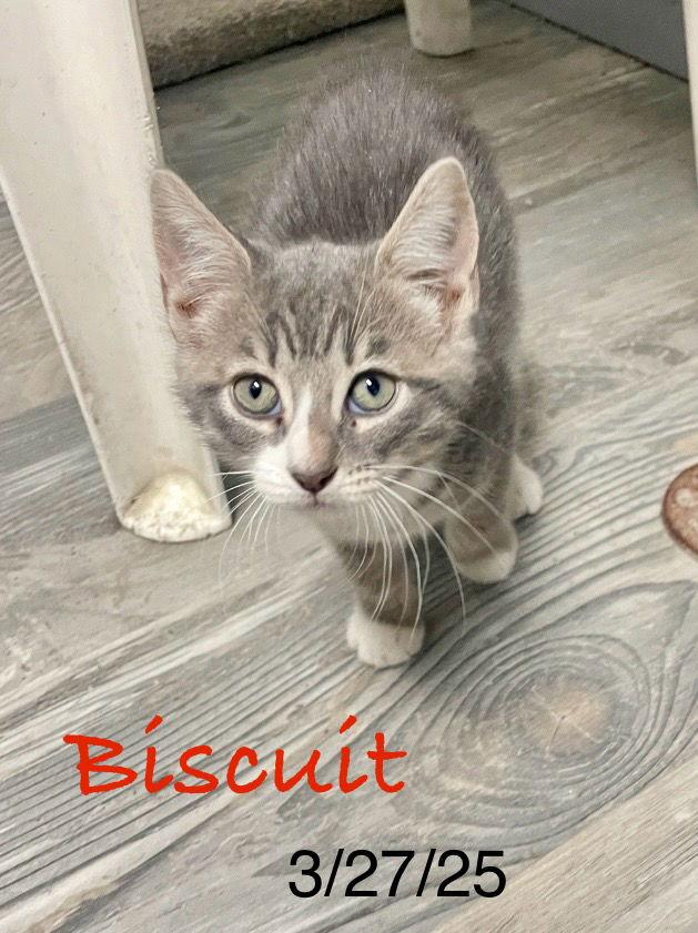 Biscuit, a Adopted Domestic Short Hair in Toms River, NJ image 1/2