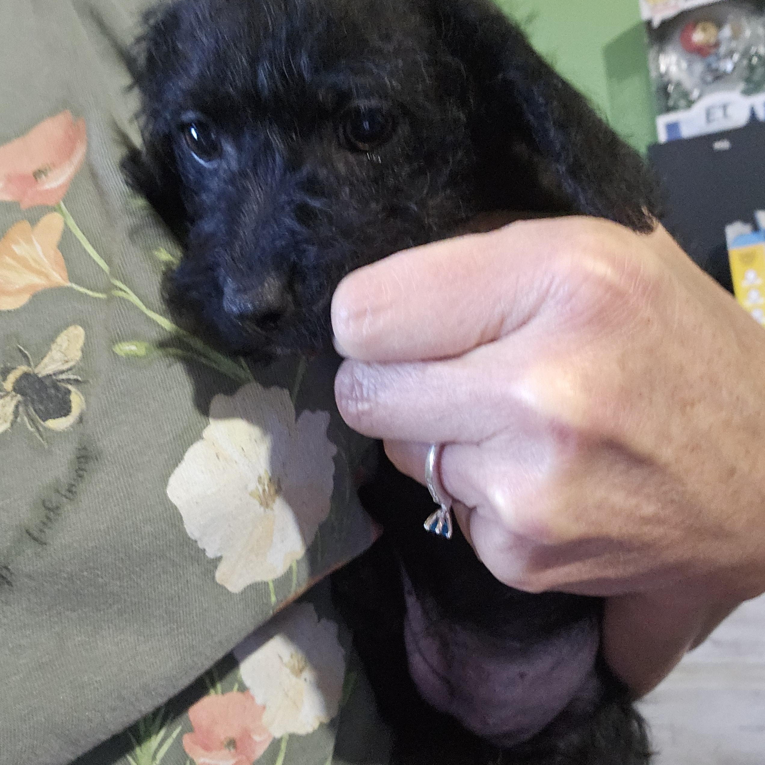Nellie, ADOPTABLE, Puppy Female Yorkie Poo.
