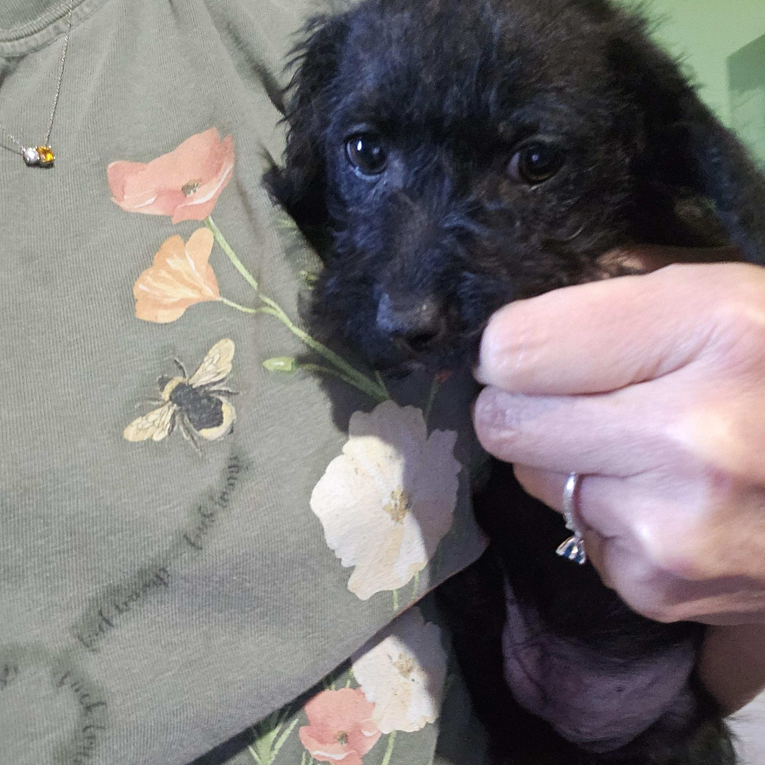 Nellie, a ADOPTABLE mixed breed in Clovis, NM image 2/4
