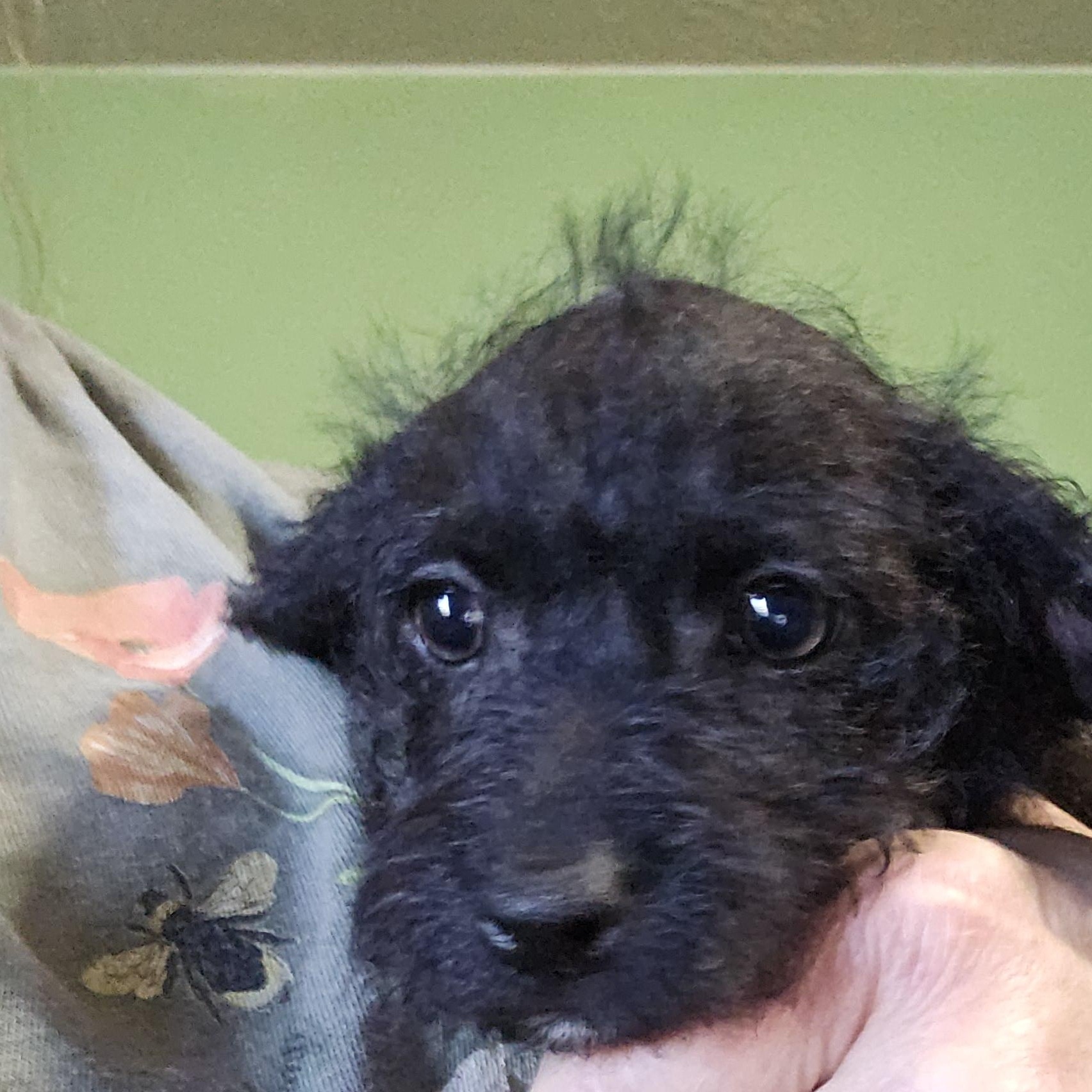 Nellie, a ADOPTABLE mixed breed in Clovis, NM image 3/4