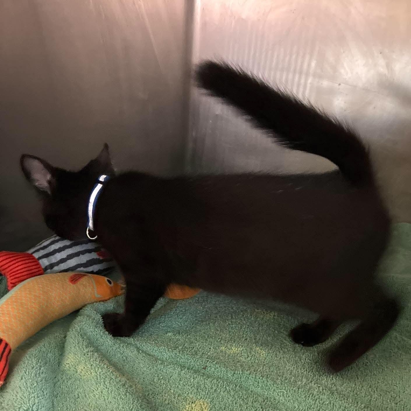 Enlarge Jinx, a Adoptable mixed breed in Petersburg, IL image 4/5