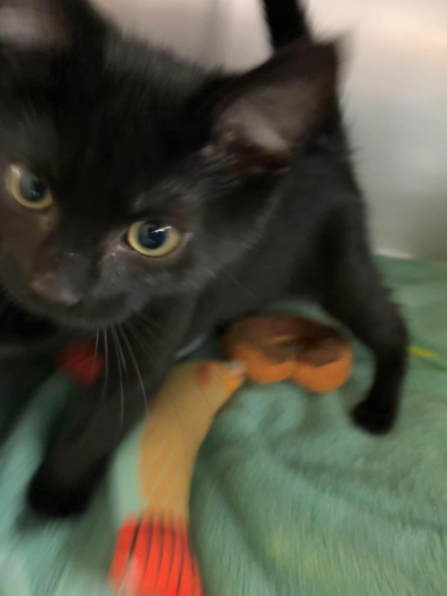 Jinx, Adoptable, Kitten Male Domestic Short Hair.