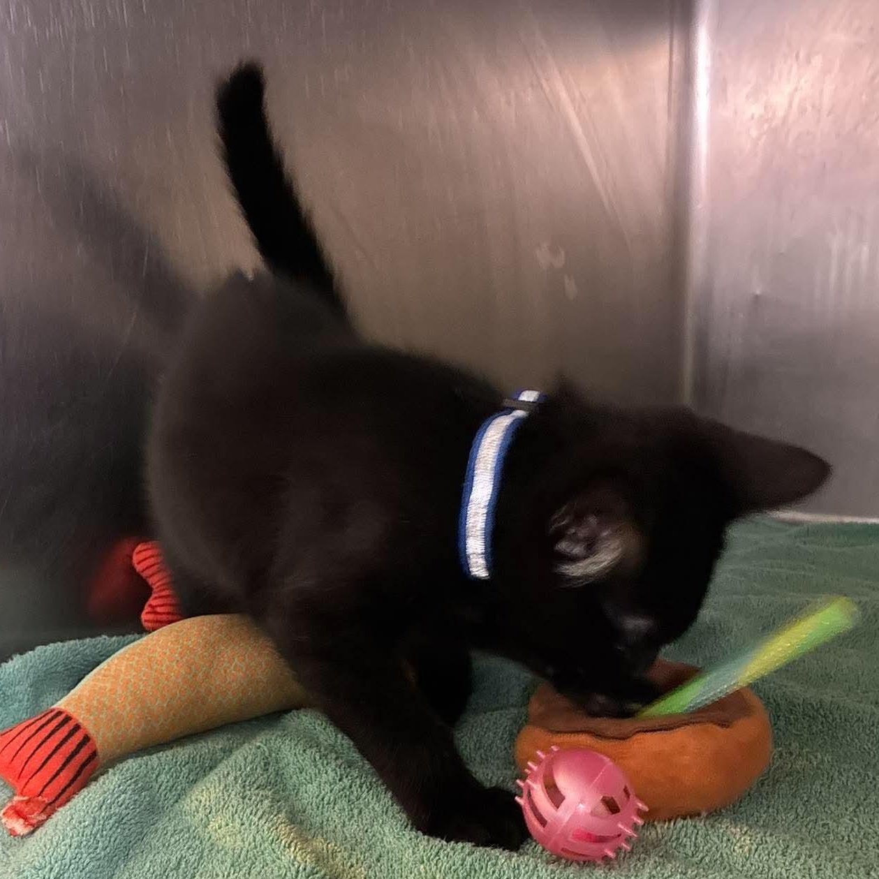 Enlarge Jinx, a Adoptable mixed breed in Petersburg, IL image 3/5