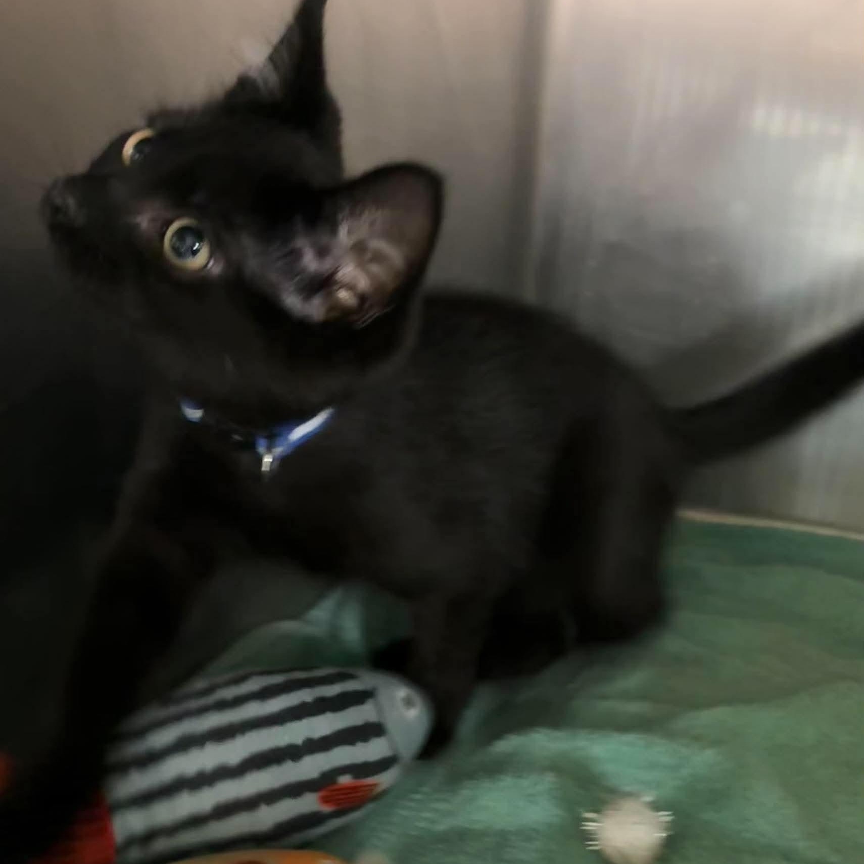 Enlarge Jinx, a Adoptable mixed breed in Petersburg, IL image 2/5