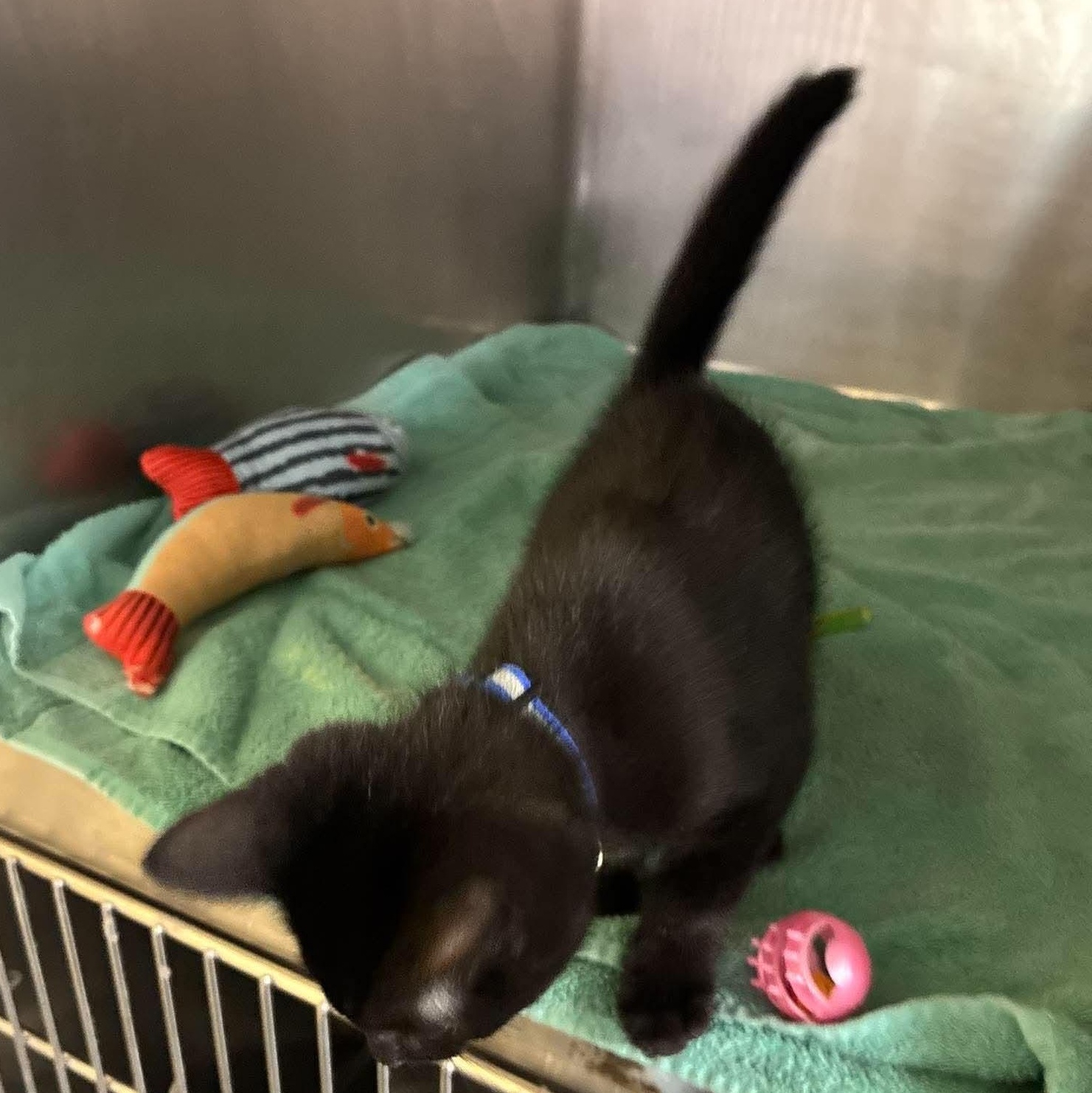 Enlarge Jinx, a Adoptable mixed breed in Petersburg, IL image 5/5