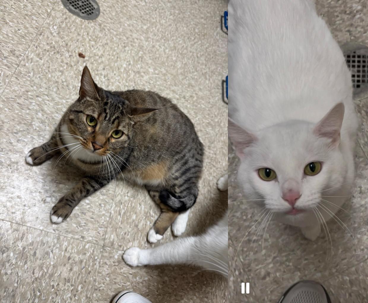 Chicquata And Lu