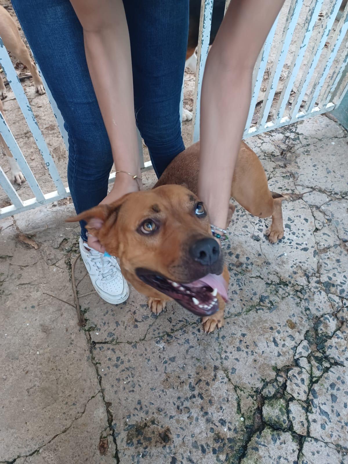 Enlarge Ginger, a Adoptable mixed breed in Loiza, PR image 1/3