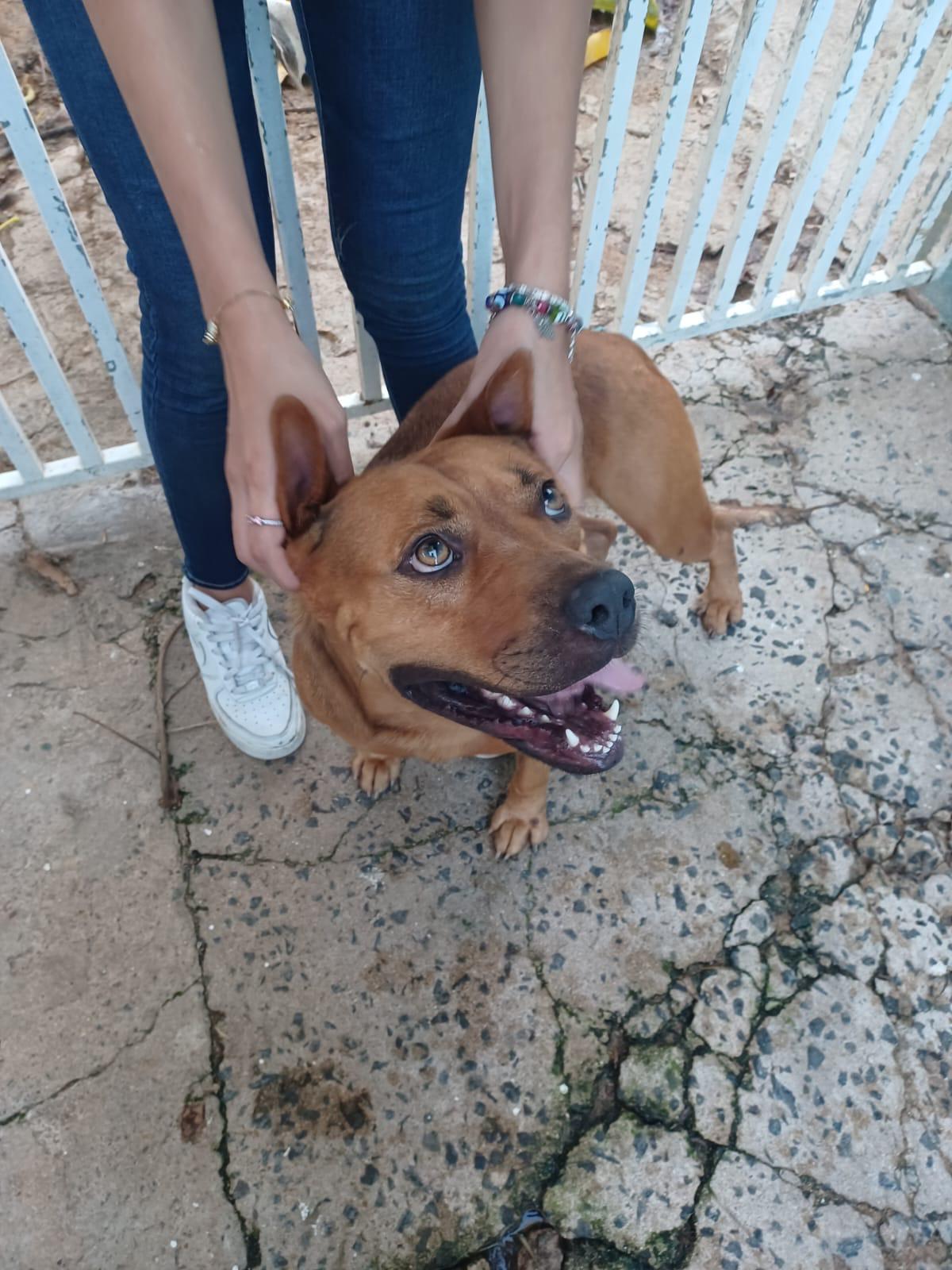 Enlarge Ginger, a Adoptable mixed breed in Loiza, PR image 3/3