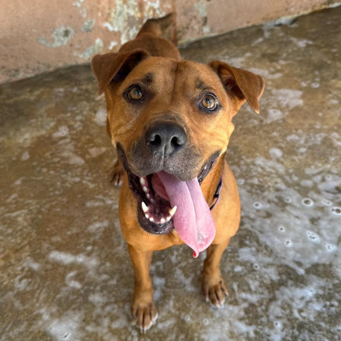 Enlarge Ginger, a Adoptable mixed breed in Loiza, PR image 1/1