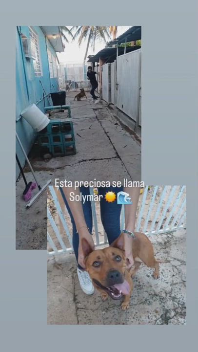 Enlarge Ginger, a Adoptable mixed breed in Loiza, PR video 2/3