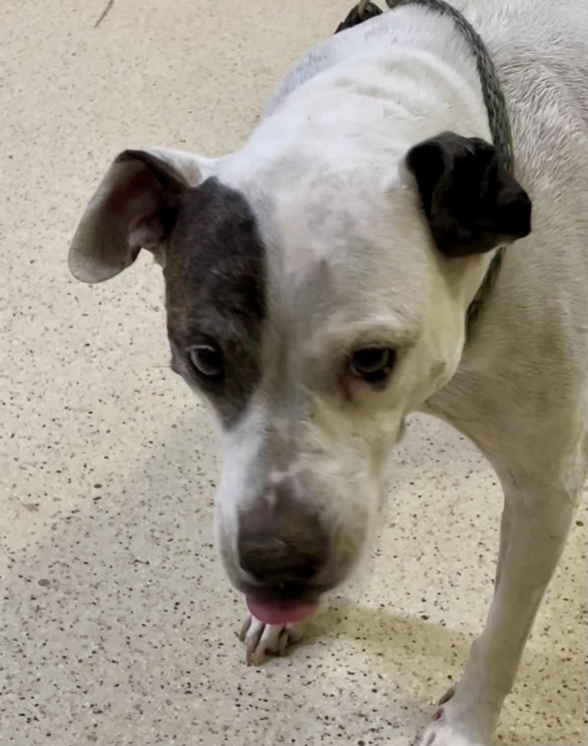 Enlarge Annie, a Adoptable mixed breed in Muncie, IN image 2/6