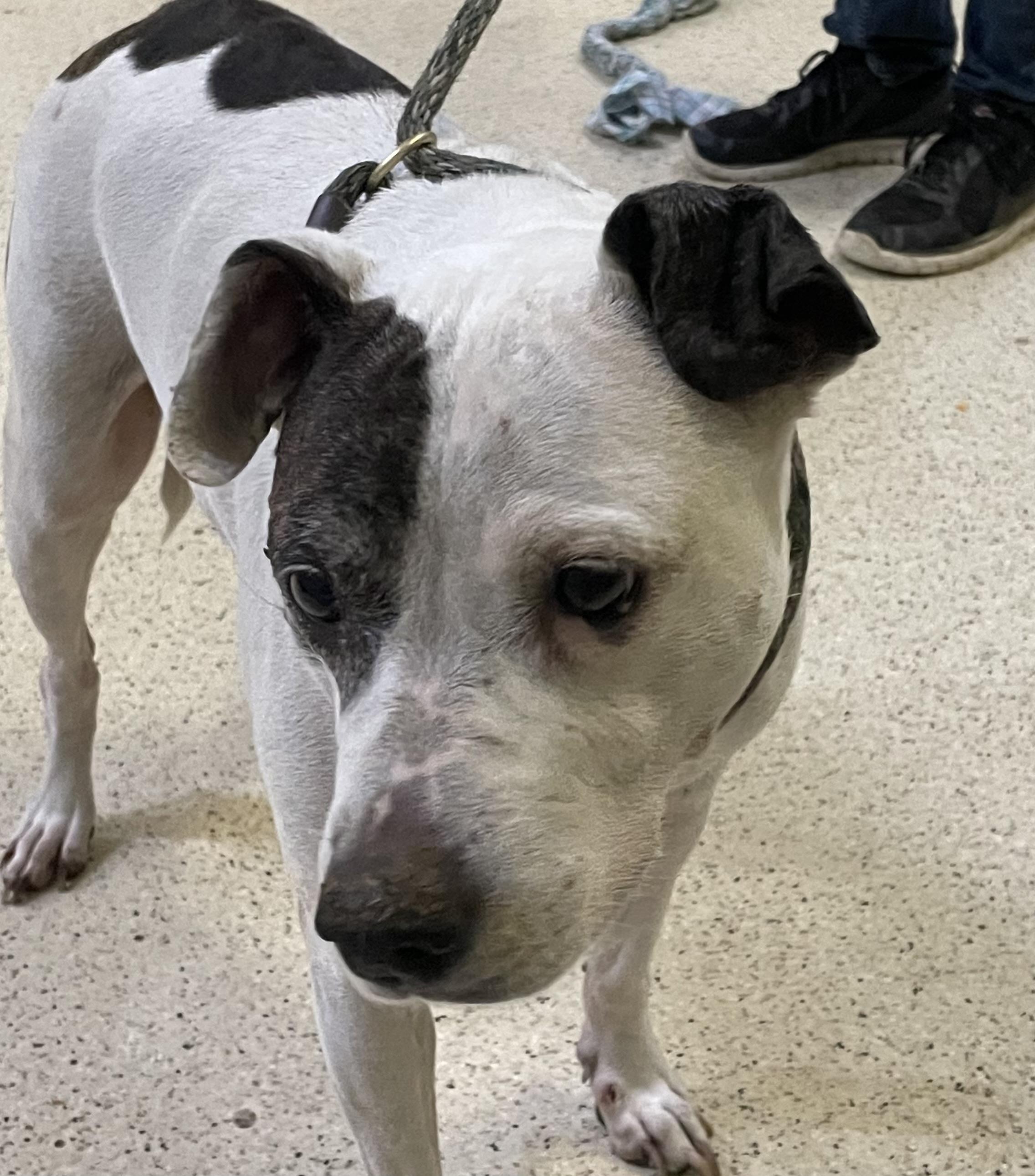 Enlarge Annie, a Adoptable mixed breed in Muncie, IN image 3/6