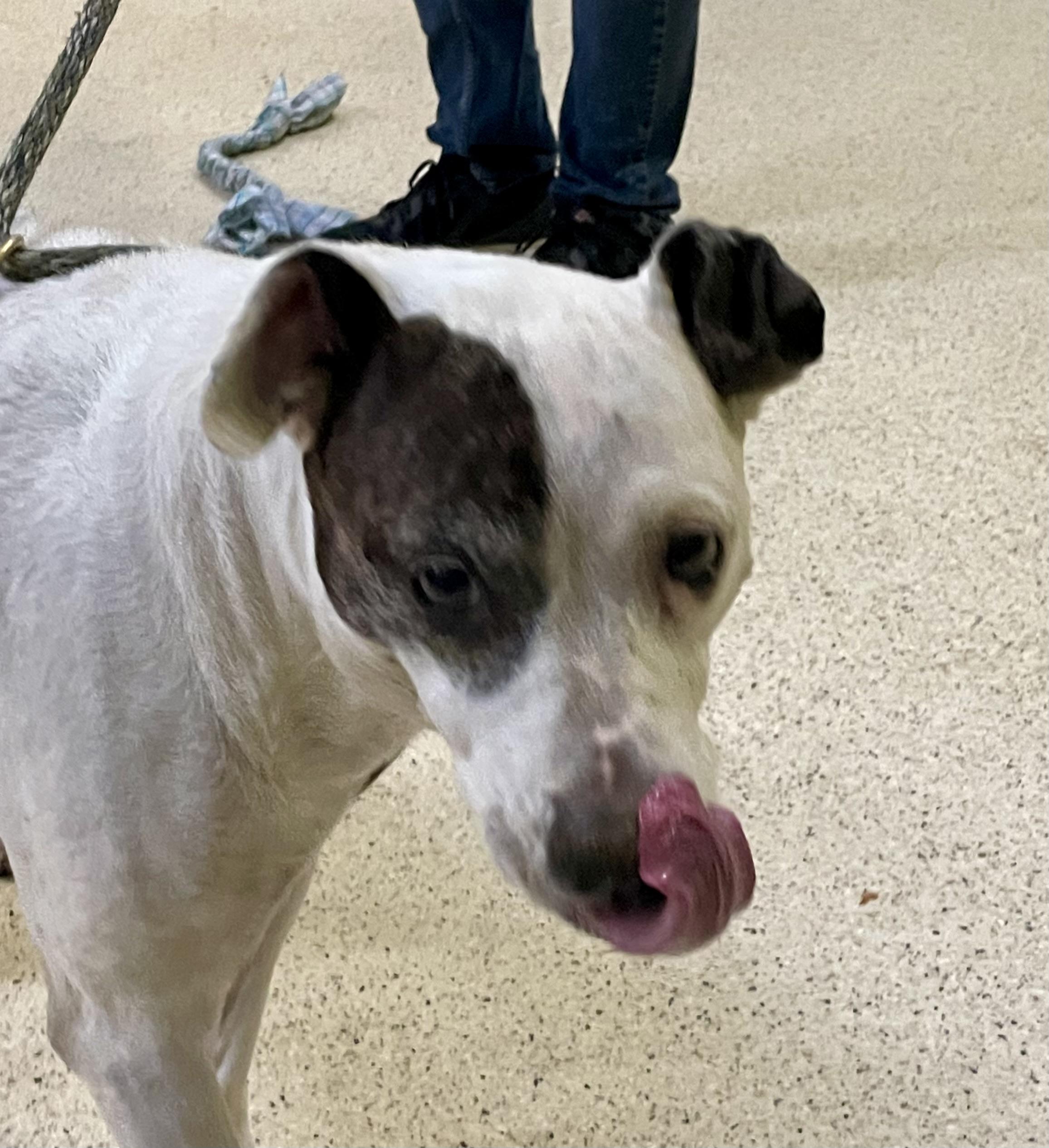 Annie, Adoptable, Senior Female Terrier.