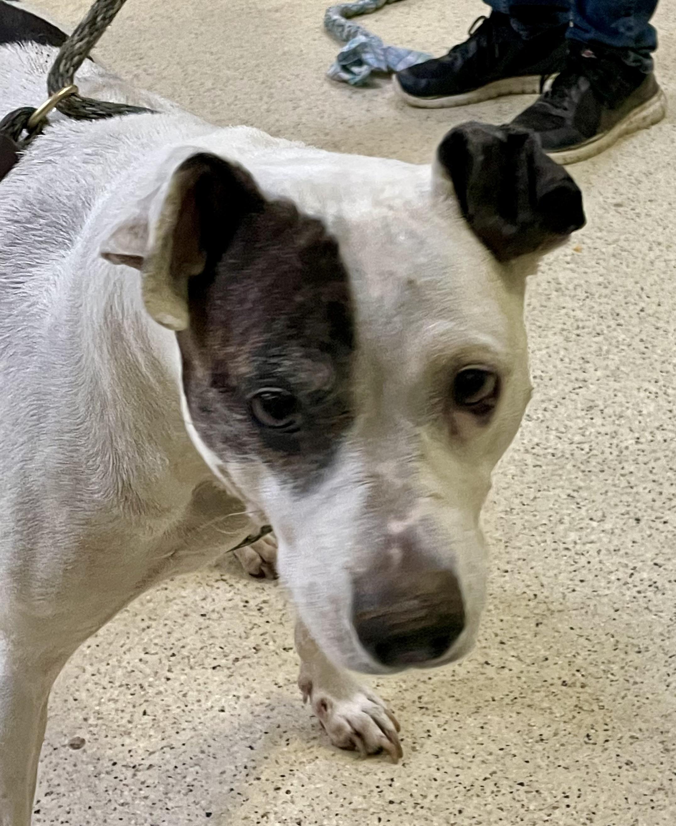 Enlarge Annie, a Adoptable mixed breed in Muncie, IN image 4/6