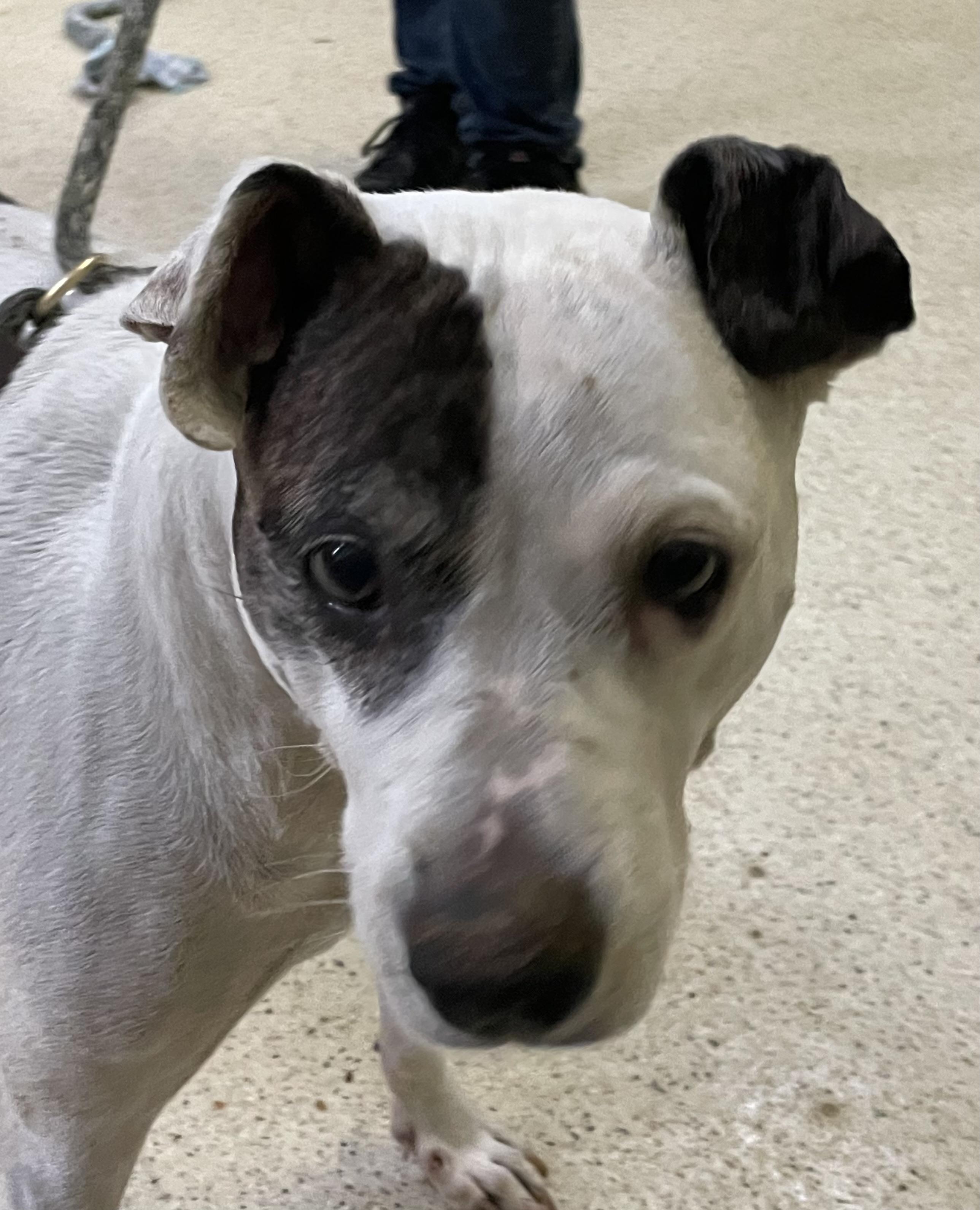 Enlarge Annie, a Adoptable mixed breed in Muncie, IN image 5/6