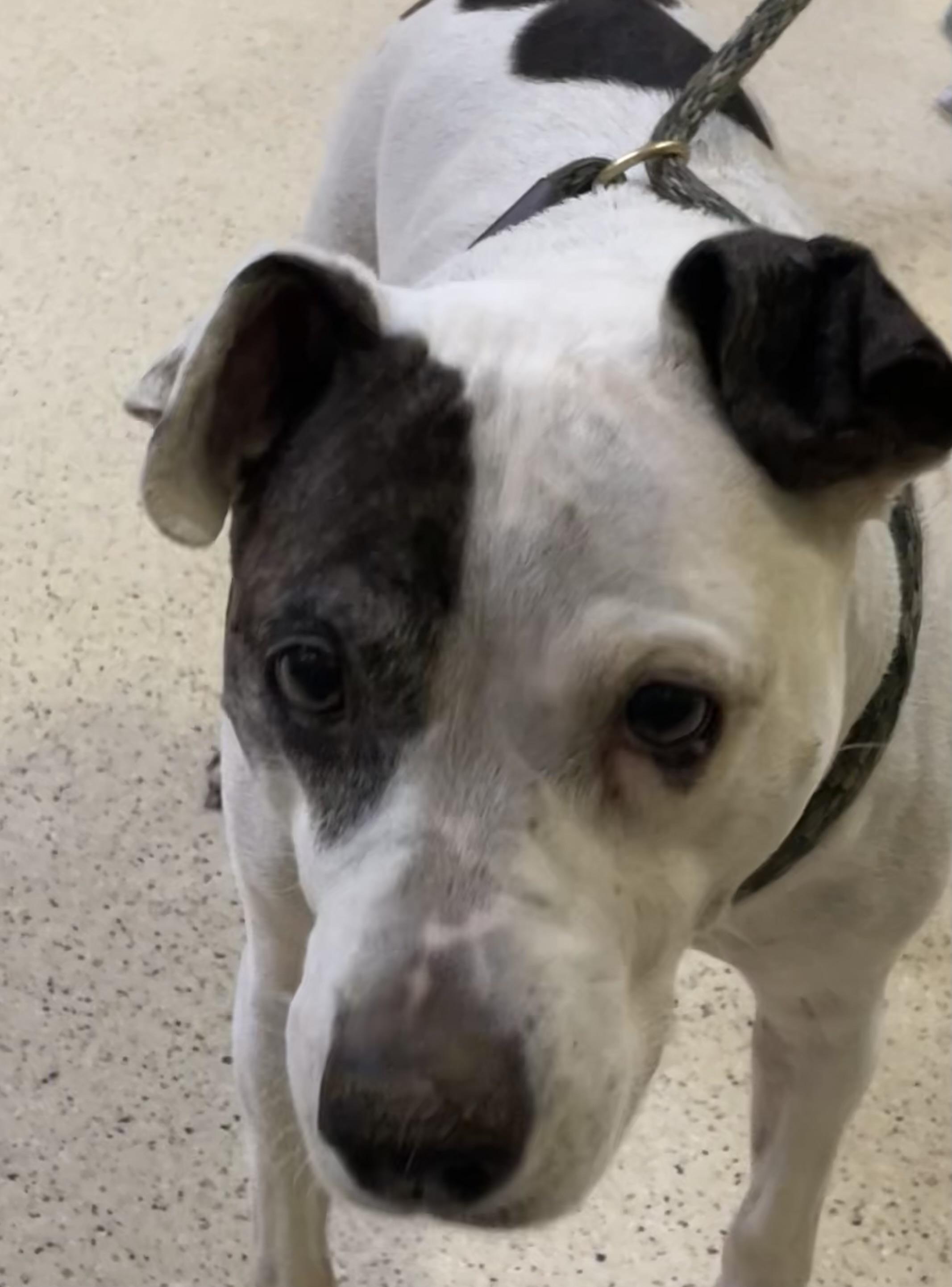 Enlarge Annie, a Adoptable mixed breed in Muncie, IN image 6/6