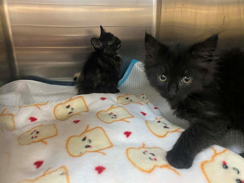 Enlarge Salem, a Adoptable mixed breed in Clarksville, TN image 2/6