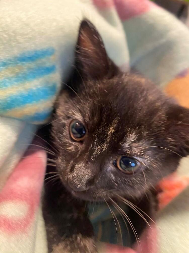 Enlarge Salem, a Adoptable mixed breed in Clarksville, TN image 5/6