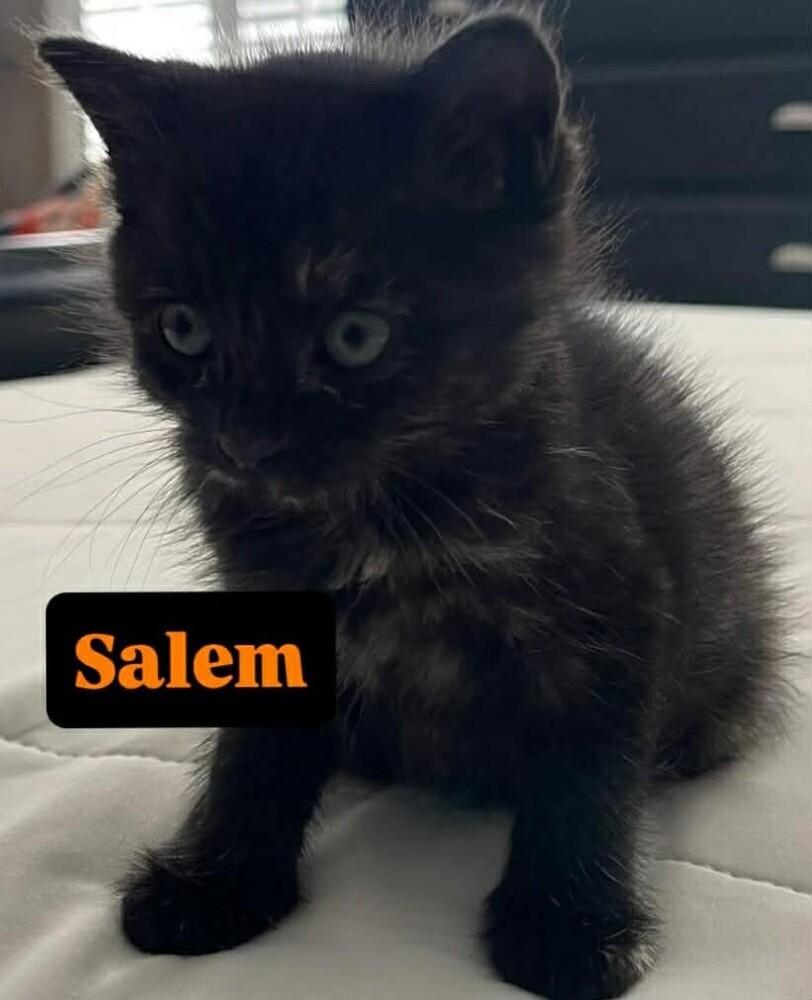 Enlarge Salem, a Adoptable mixed breed in Clarksville, TN image 6/6